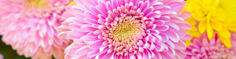 Chrysanthemum, Mum, Garden Mum, Mums, Chrysanthemum Flower